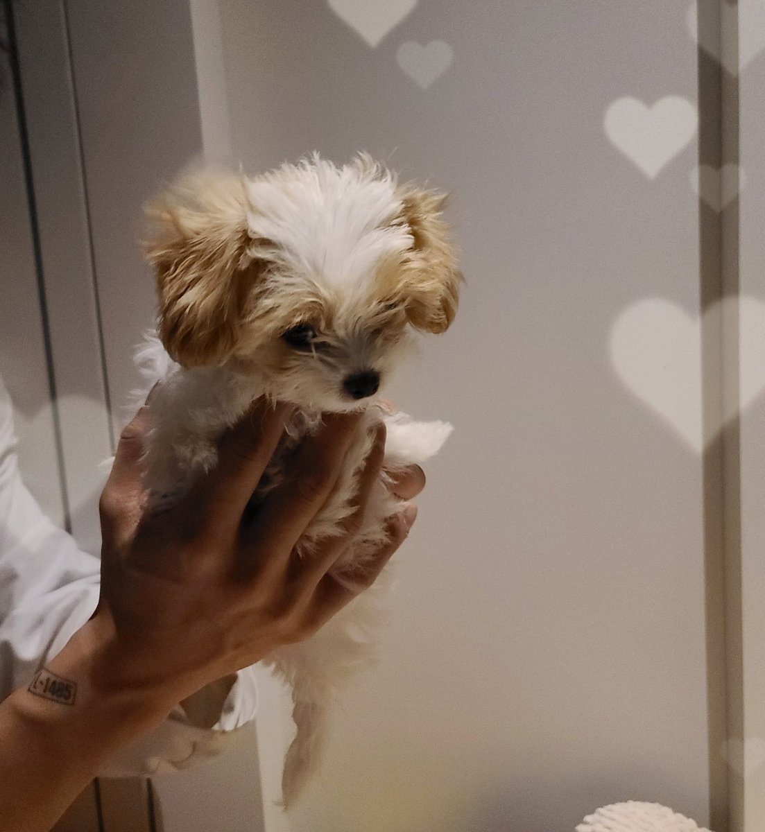 weeknd_cherry's tweet photo. Zzar is 6 years old already! She used to be so tiny, fitting in Chanyeol's hands! 😭 https://t.co/cIF0EvW1HW