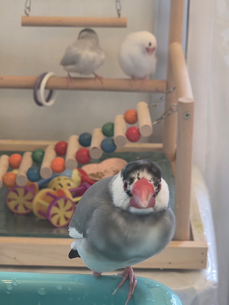 lokinewaka's tweet photo. 川越の
ことりカフェsweetさんにお邪魔しました！
店内落ち着いていてオシャレ
鳥たちもとても可愛かったです！
#sweet https://t.co/zKUbtb1jAQ