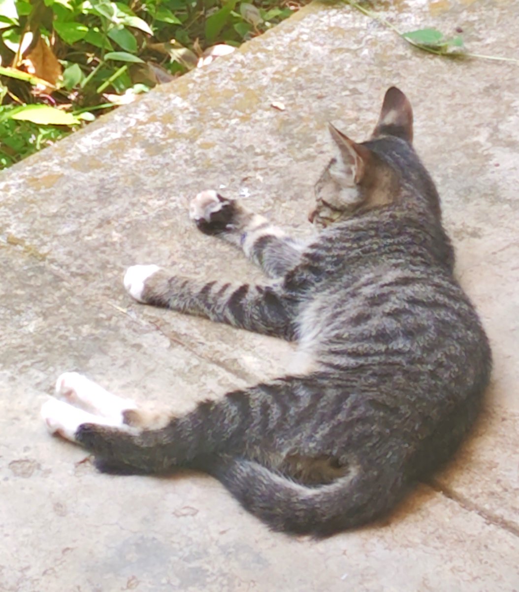 tokochan0201's tweet photo. 父が亡くなってから急に姿を見せだした猫ちゃん3兄弟(うちの母いわくもう1匹真っ黒い子がいるはずややけど私は見てない)窓を開けるとすぐ逃げられちゃうけど見てるだけでめちゃくちゃ癒される…。
それにしても、父が生きてる時全然いつかなかったのになんでだろ？？なんかあるのかな…？？？ https://t.co/RapnJh6Pbz