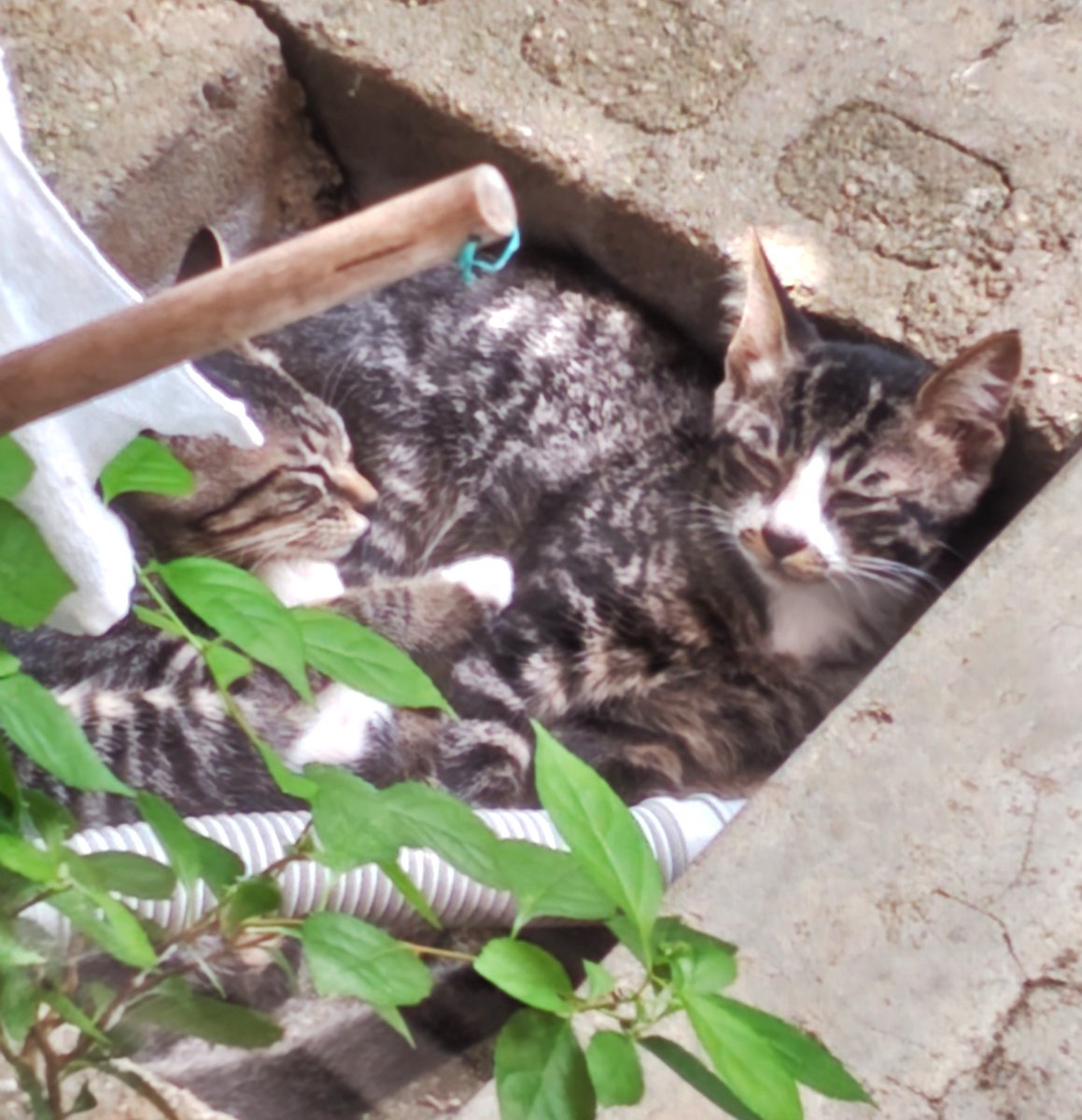 tokochan0201's tweet photo. 父が亡くなってから急に姿を見せだした猫ちゃん3兄弟(うちの母いわくもう1匹真っ黒い子がいるはずややけど私は見てない)窓を開けるとすぐ逃げられちゃうけど見てるだけでめちゃくちゃ癒される…。
それにしても、父が生きてる時全然いつかなかったのになんでだろ？？なんかあるのかな…？？？ https://t.co/RapnJh6Pbz