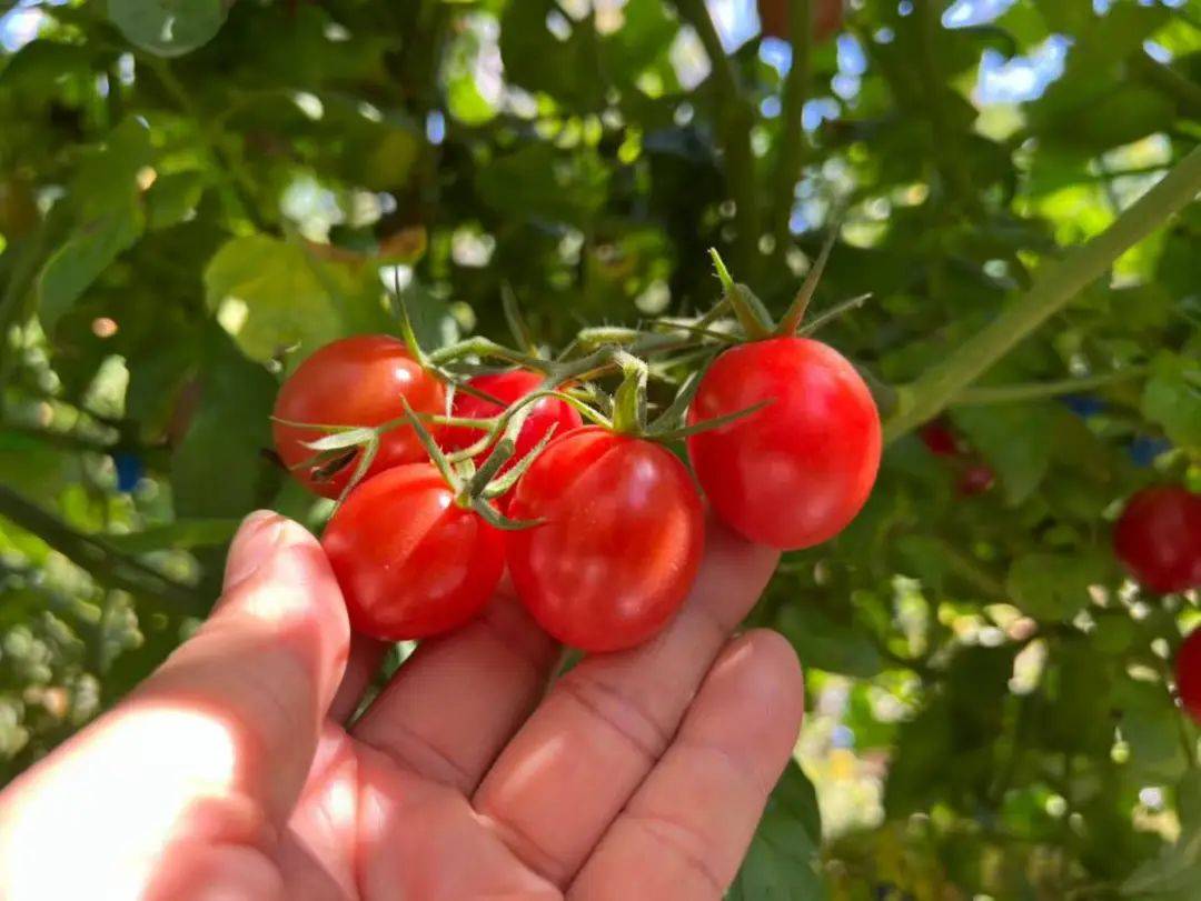 BrunoblackKun_'s tweet photo. Check out these sun-ripened cherry tomatoes I just picked! Sweet, juicy, and packed with flavor—perfect for salads or snacking. A total flavor bomb that’s way better than store-bought! https://t.co/pxTKj4GjRZ
