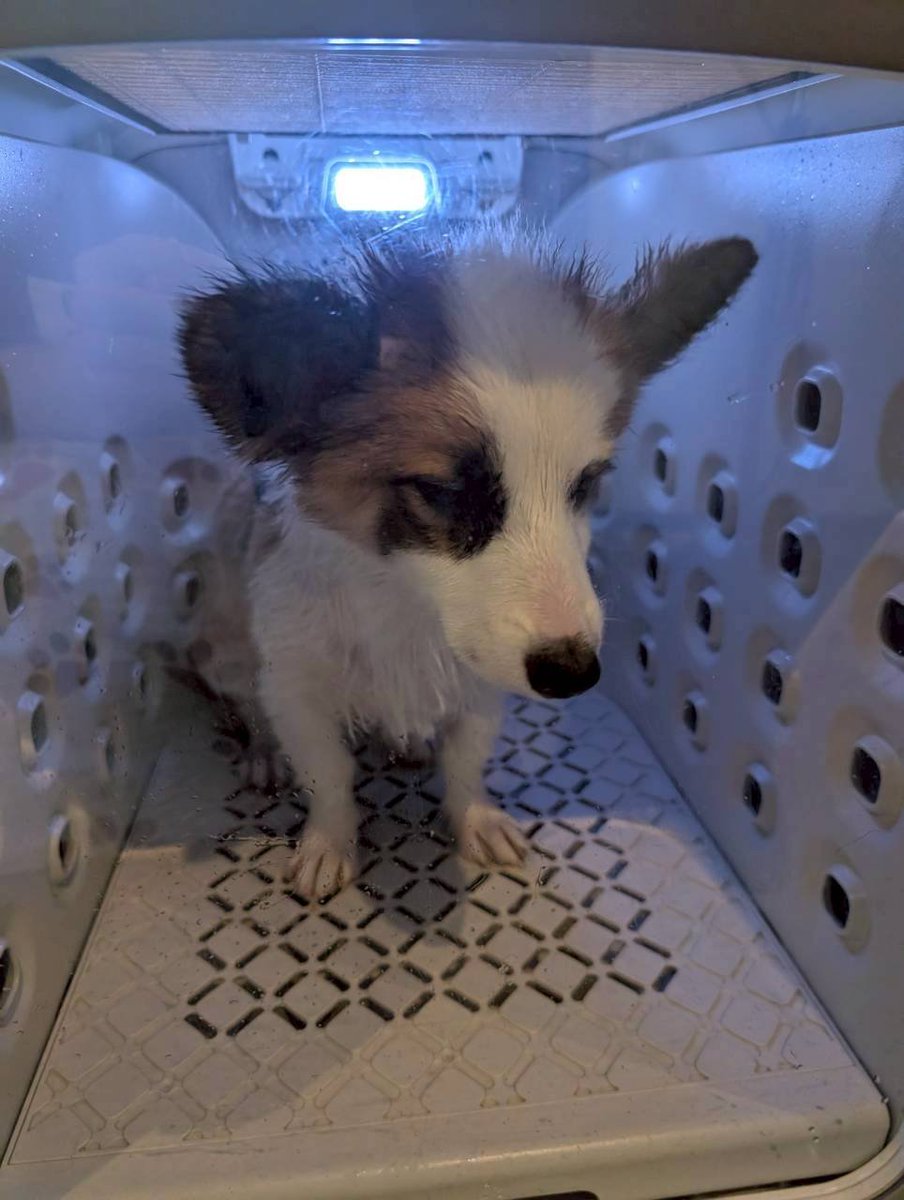 PapillonCorgi3's tweet photo. ドライルーム初チャレンジ✨️
終始「出してください〜🥹」て顔してたので購入するか悩ましい… https://t.co/58kT6QrLMU