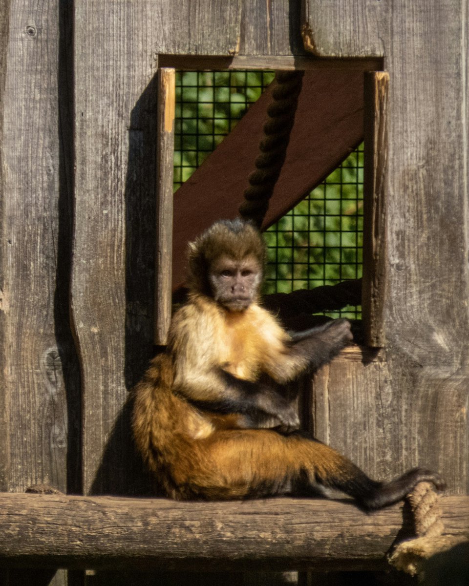 pixerke's tweet photo. ust sitting by the window, watching the world go by. 🐒

#GaiaZOO #CapuchinMonkey #ZooPhotography #AnimalPhotography #WildlifePhotography https://t.co/GeSCjjSJ2h