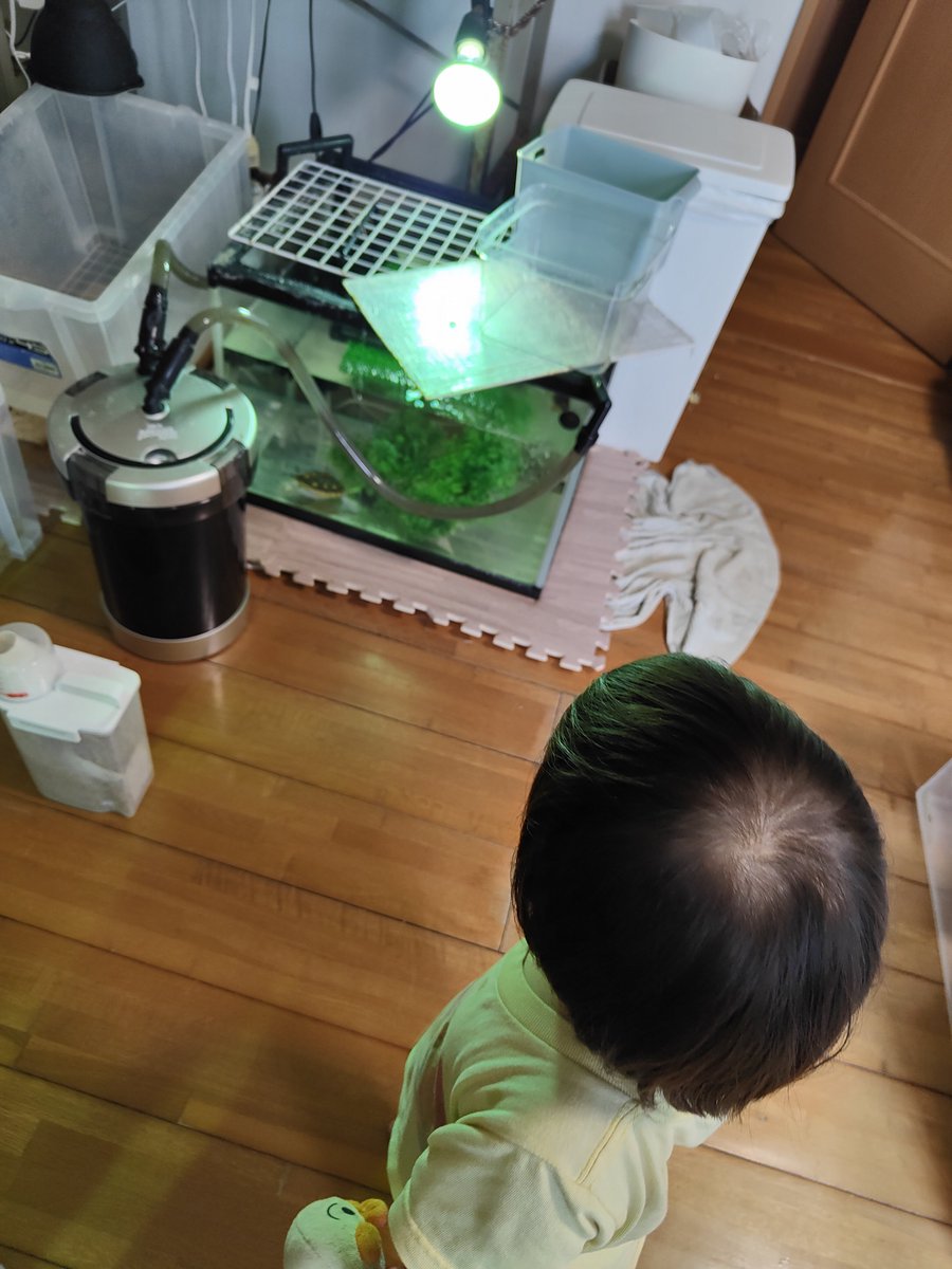 highbork's tweet photo. 全般的発達遅滞(発達指数69)とのことでスマホ見るのも最低限にして下の子との関わり合いを増やしていこうと思います。
民間の療育通いも始まるので今年は更に忙しくなるぞ！

表出言語の発達年齢が0歳10ヶ月程度ってことでだいぶバブちゃん https://t.co/IIRbaYldJ3