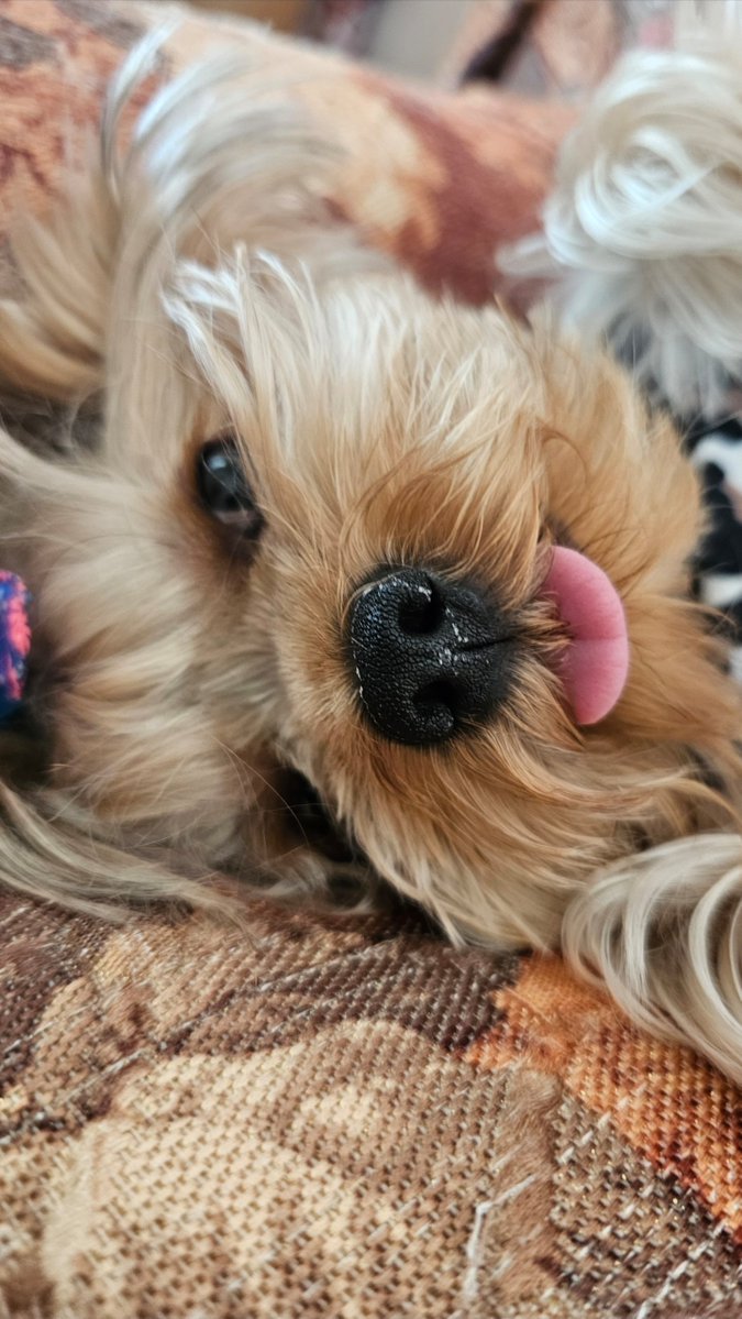Willy_sol_coin's tweet photo. @55_ii88392 Thank you! Willy is a 100% real dog that really exists! https://t.co/lZqnDkTaZx