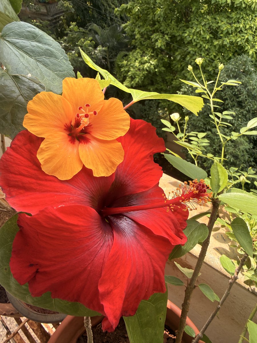 Kedarpadte's tweet photo. 🌺 we live , love , share, we give food ( honey) seeds ( food and propagation) we give colours, joys fragrance, dances in breeze and celebrations, before quietly disappearing back into the ground!Why can’t Humans be like us
LIVE IN THE MOMENT 
Lots of Love! Kedar ! Altin 🌸🌹❤️🙏 https://t.co/DMiFEpaPoh