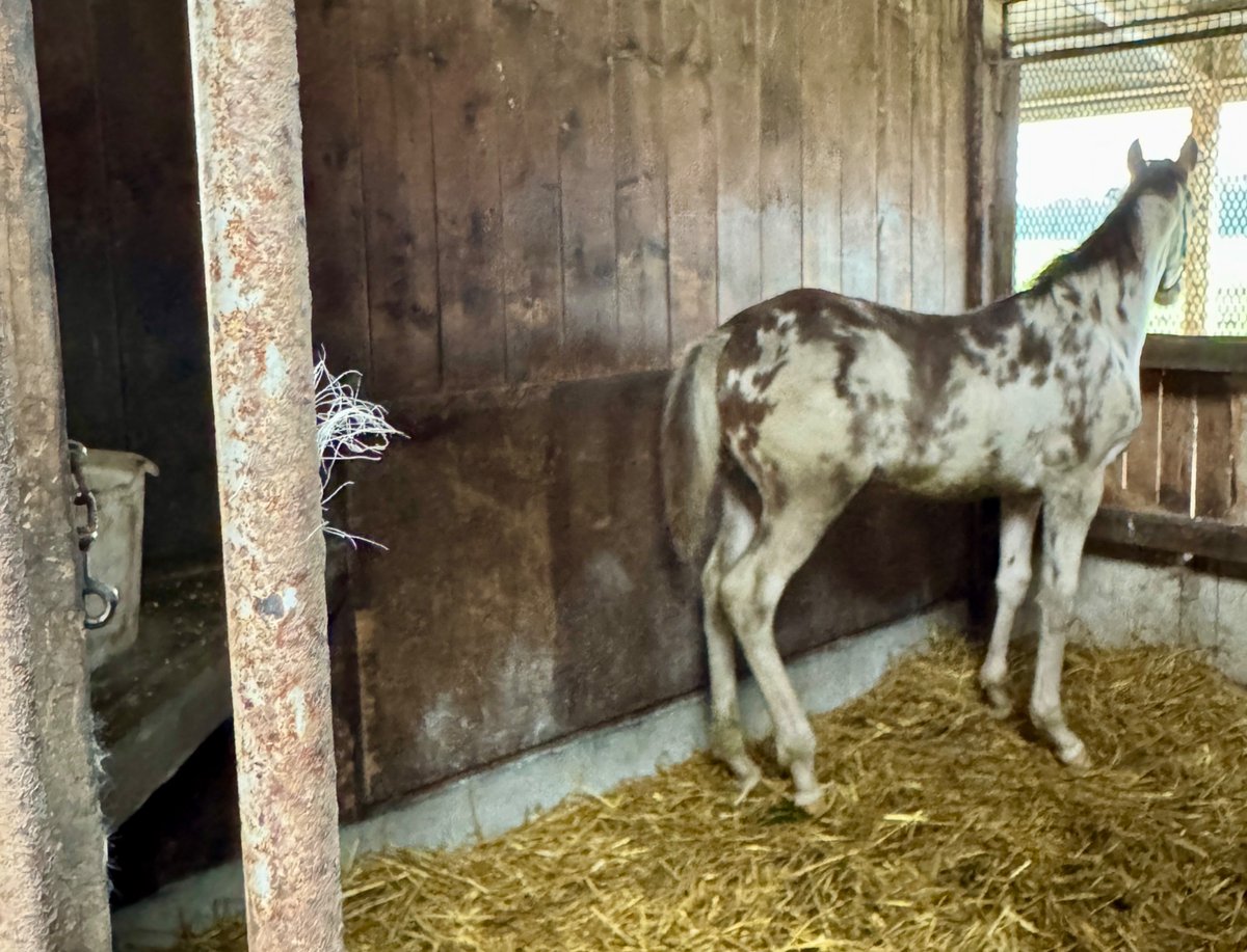 aoraki_family's tweet photo. もぐもぐお食事中のラテちゃん🐴🌱
ママと一緒に過ごしたこの馬房から、そろそろお引越しです🐴🏠
ふと柵を見ると、ママの毛がちょこんと残っていました🐴🤍

#お引越し#白毛のラテちゃん #ママが見守ってくれてる https://t.co/923dyXImbn