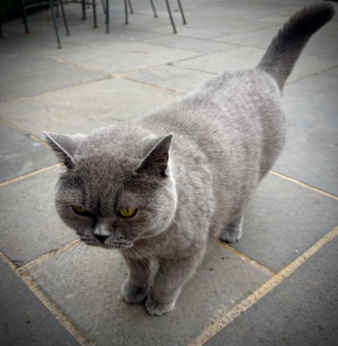 DottySeaCat's tweet photo. Itโs #TailupTuesday! ๐ฉถ๐ค๐ฉถ#cats https://t.co/InUaRkiDIs