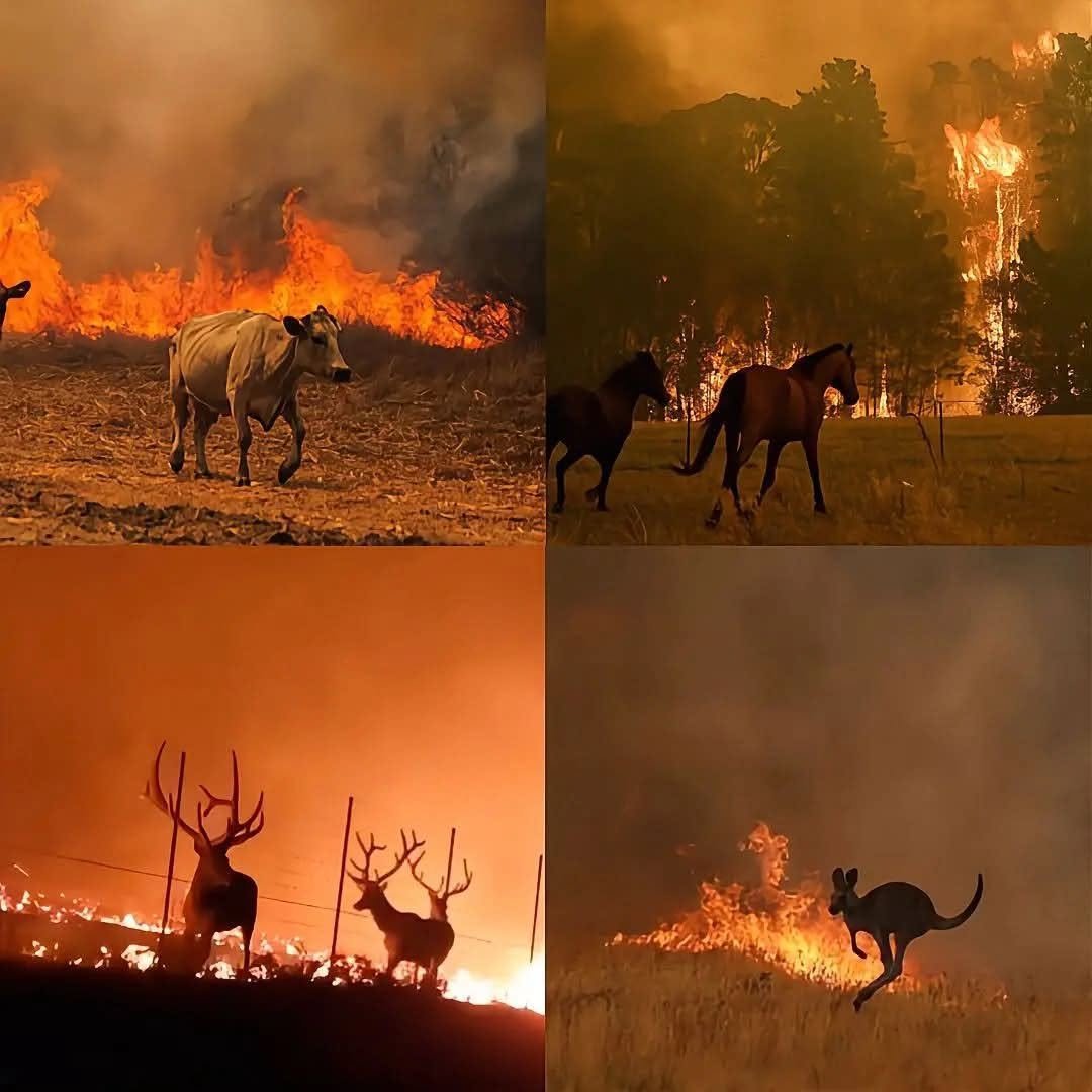 TrustKing_'s tweet photo. Pocos lo saben, pero hay incendios forestales activos en distintas partes del mundo, desde España, Francia e Italia, hasta Canadá y Estados Unidos.

Muchos señalan las altas temperaturas, pero investigadores también han advertido una realidad incómoda: numerosos incendios están relacionados, de alguna forma, con la presencia humana.

Y mientras el fuego consume bosques, nidos y madrigueras, los animales huyen como pueden. Algunos terminan llegando a zonas urbanas, desorientados, sedientos y at3rr4d0$, buscando refugio después de perder su hogar.

Pero muchas veces, en lugar de ser vistos como víctimas, son tratados como invasores.