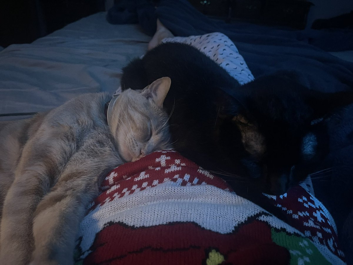 acetomorphinex's tweet photo. @sojucoholic Have cats https://t.co/Rsc3ylnN9X