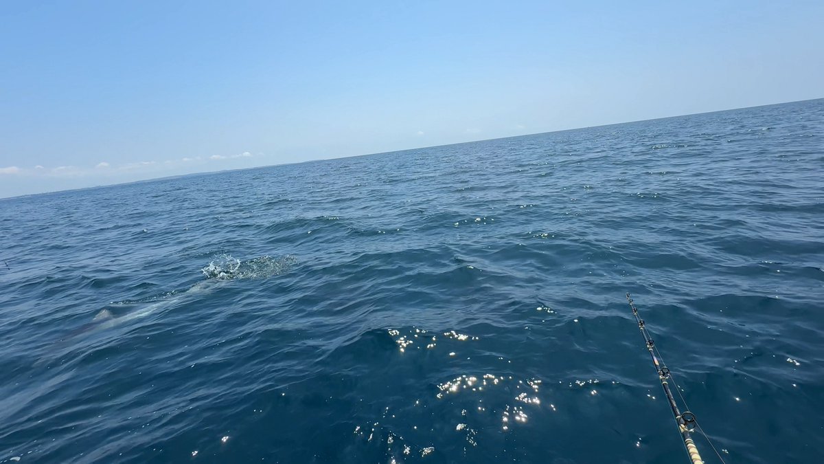 nanukazame1's tweet photo. 電動班の深海釣査の仕掛け回収最後、表層にいた巨大ザメに喰われて不可抗力でヒット…🦈

もちろん大きすぎてあげる事は出来ず…
ボートの半分位は軽くあった😂 https://t.co/V4qsv3Wqax