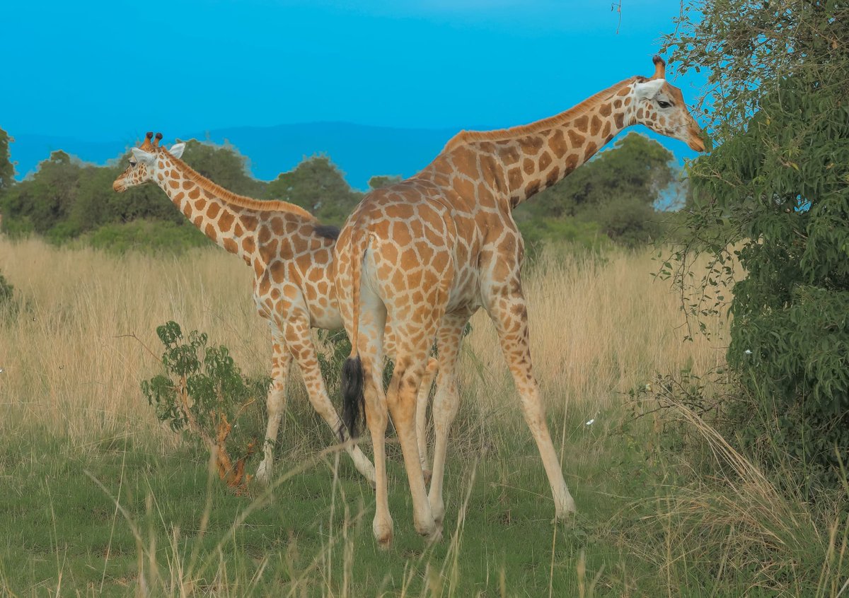 abaasa01's tweet photo. From 25th to 27th September, experience the beauty of Uganda's wildlife at no park entry cost, courtesy of @ugwildlife's #UWAOpenParkDays campaign https://t.co/OlzGEqTLRu