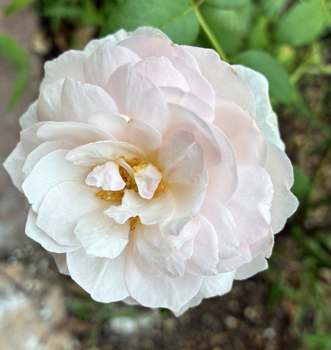 mimimidage's tweet photo. ツボミを取り忘れていたERヘリテージの二番花もひっそり咲いてくれていました🌸かわいそうなので今朝摘みました😢秋は咲かせる予定です💖#イングリッシュヘリテージ　#DAR #バラ https://t.co/iGEaXOc0JA