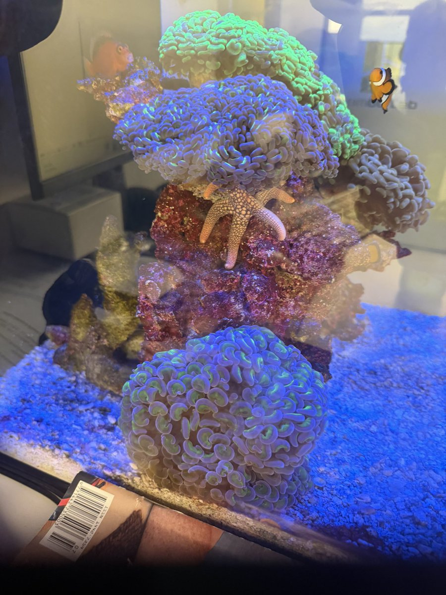 DustyPee's tweet photo. Stupid new starfish. #Officetank https://t.co/lPdGo8LXpE