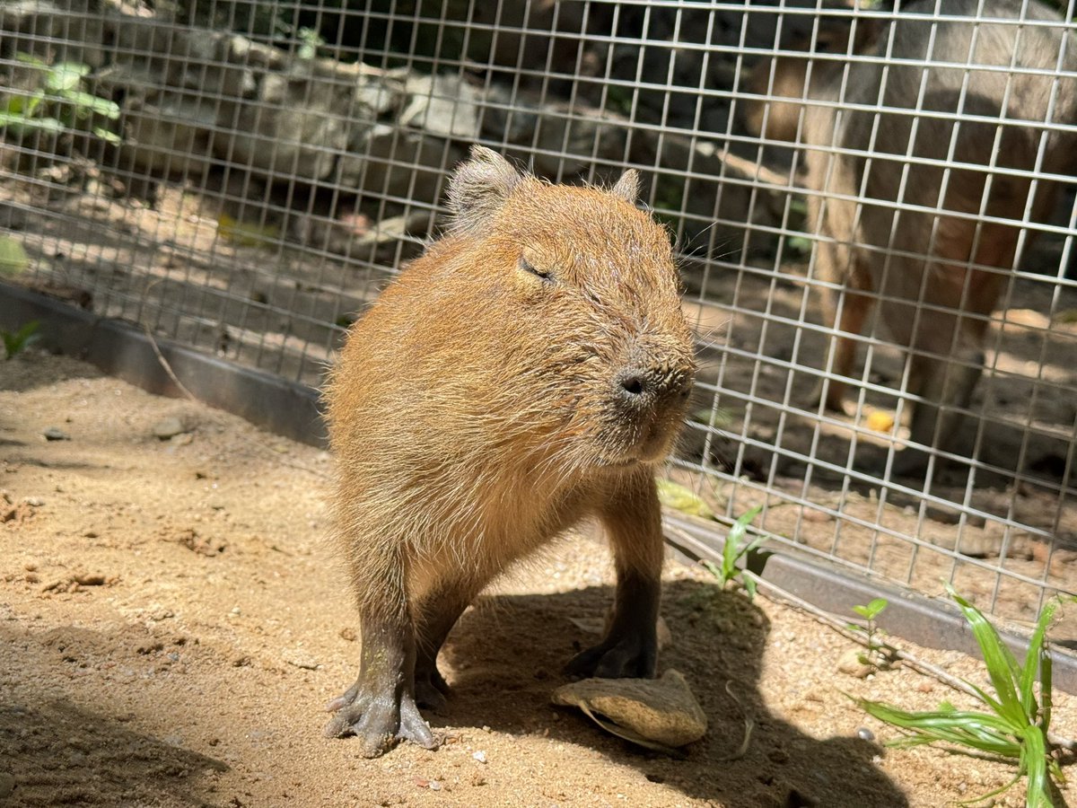 สวนสัตว์เปิดเขาเขียว Khao Kheow Open Zoo tweet media