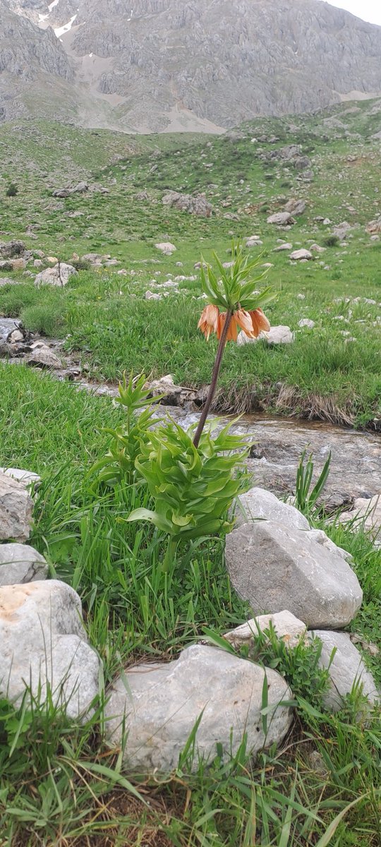 KodiliMD's tweet photo. Günaydın ☀️🌞🌸🐞 https://t.co/hVmmEbnRXN
