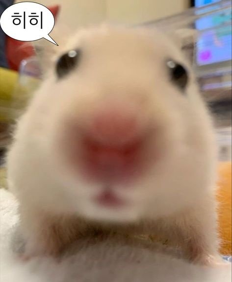 Luloo_110's tweet photo. #트친들중_나_아끼는_사람만_인용해주기 
있다고 해주실래요오? https://t.co/BJjny2wjIK