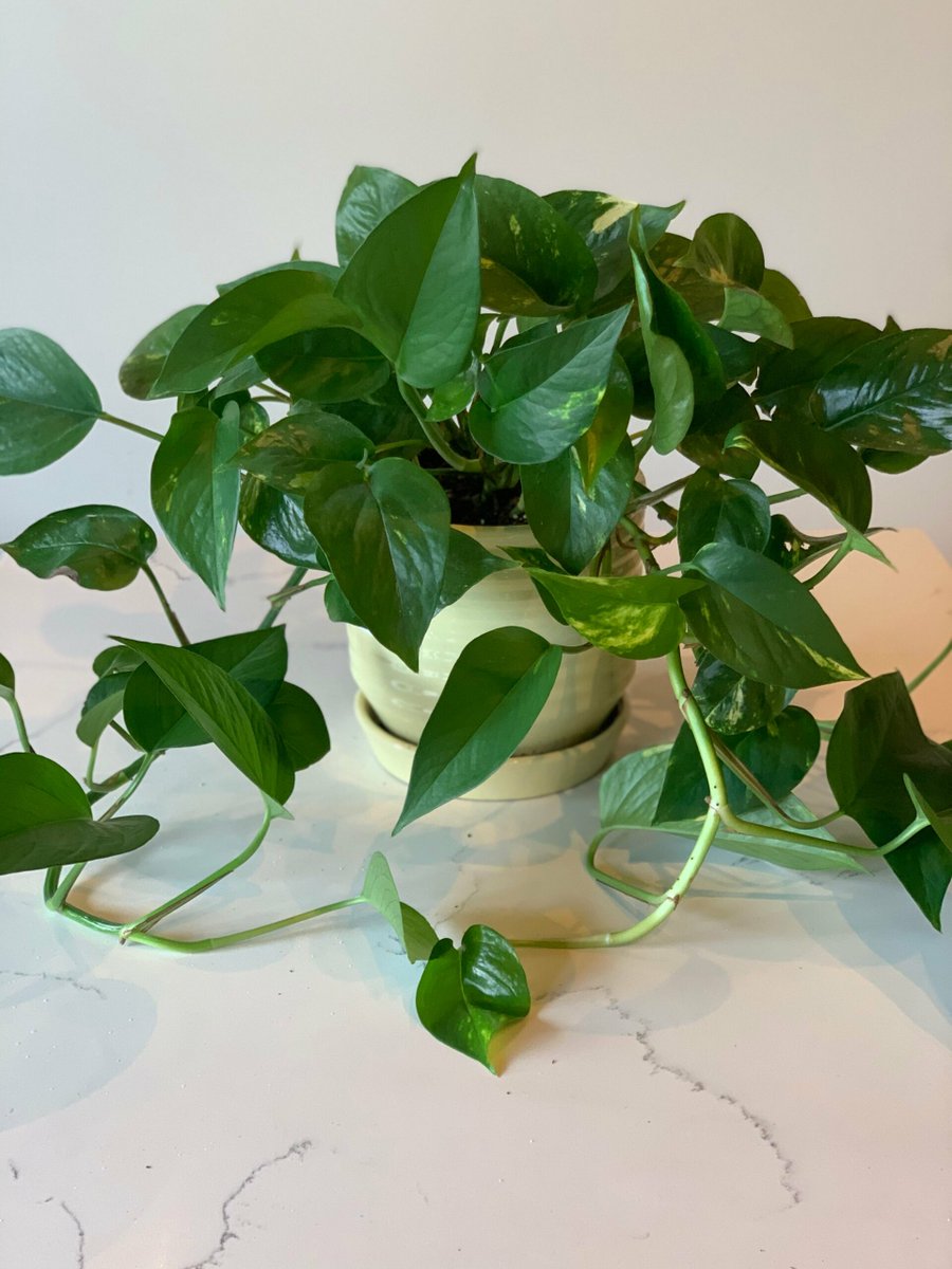 kl01fr's tweet photo. 【绿植小tip】家里的绿萝叶片发黄别慌！先看看浇水量——摸着盆土干到3cm再浇，平时偶尔喷点清水擦叶，一周就能缓回来～ https://t.co/R33Bg9Yfbz