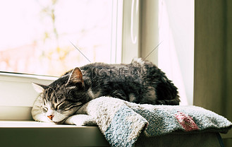 SelenaC2960's tweet photo. [Just hit pause on that endless to-do list—today’s small win: sipping iced latte while watching the office cat nap on the windowsill. Friday mode activated, mild and cozy.]， https://t.co/BYHTk5X2Qb