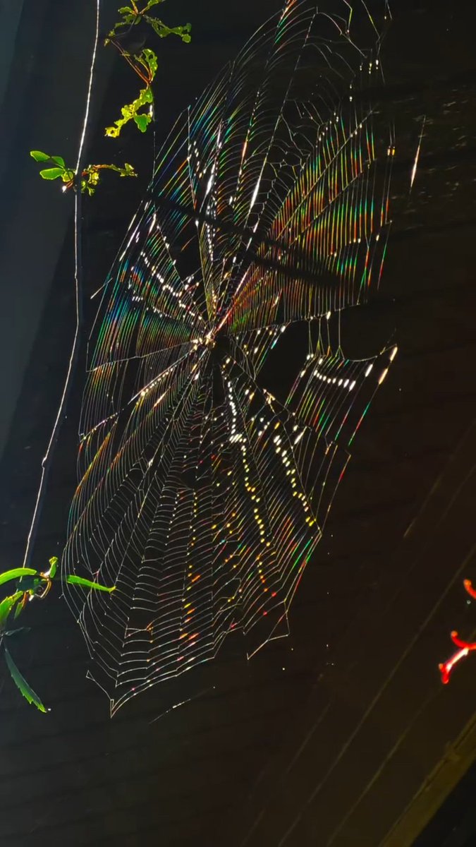 kooromi19's tweet photo. a rainbow caught in spider's web https://t.co/X9qL2Grs6E