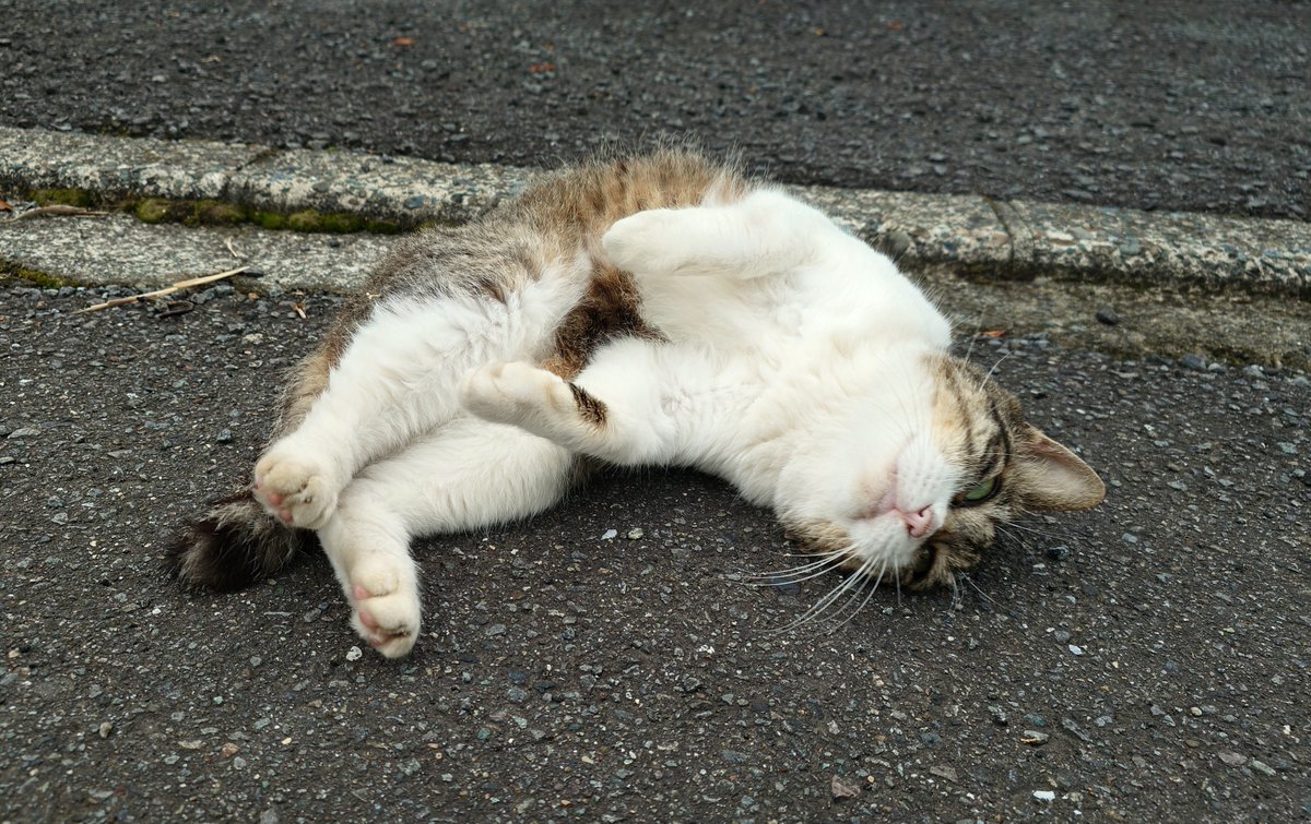 flusml's tweet photo. 近所の猫情報 https://t.co/VWqnaD7F8Y