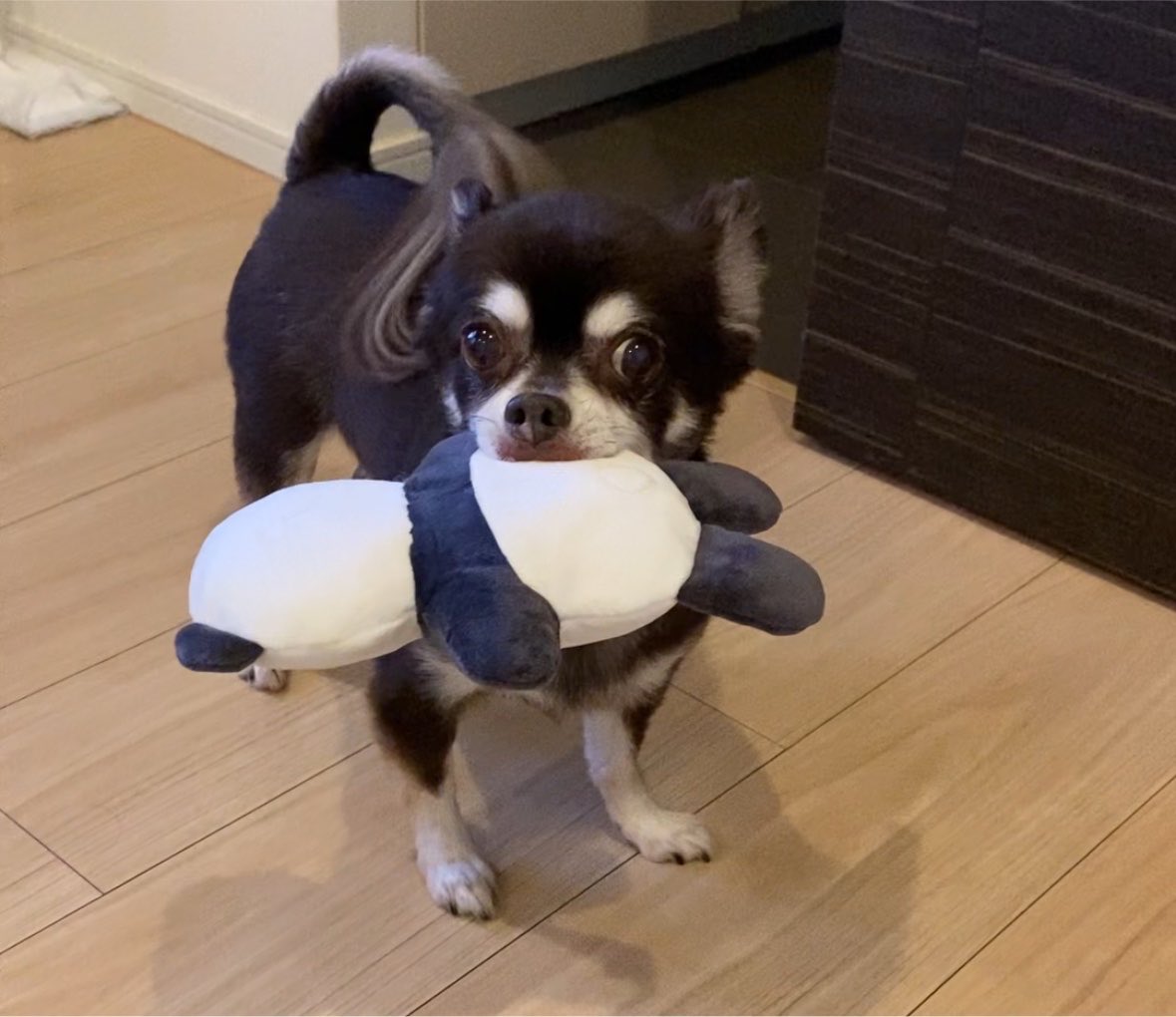 BLPchannel's tweet photo. 愛犬が天に召されてまもなく1年になります。カタチがなくなった後も色んな姿になって現れたくさんの奇跡をみせてくれました。何より残された人間たちの絆をより強固なものにしてくれたのは、あいちゅの愛の采配としか思えない♡ずっとずっと忘れない、ずっとずっと大好きな子。 https://t.co/62VeZpJ5TB