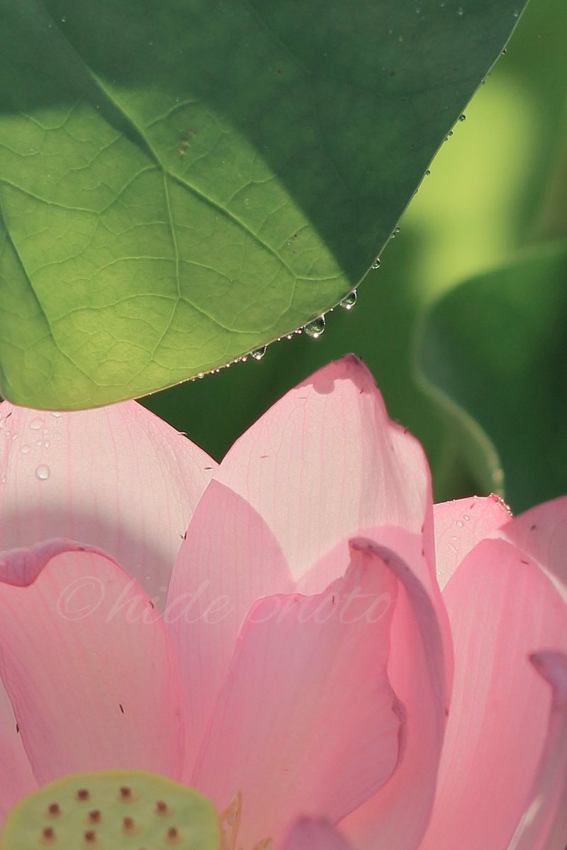 HIDE57268263's tweet photo. 朝露と

#花　#蓮　#ハス https://t.co/Qp3V7vtBmI