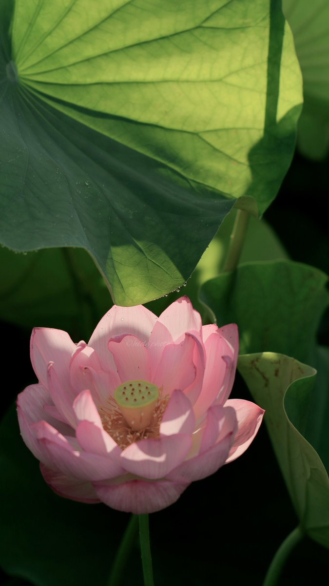 HIDE57268263's tweet photo. 朝露と

#花　#蓮　#ハス https://t.co/Qp3V7vtBmI