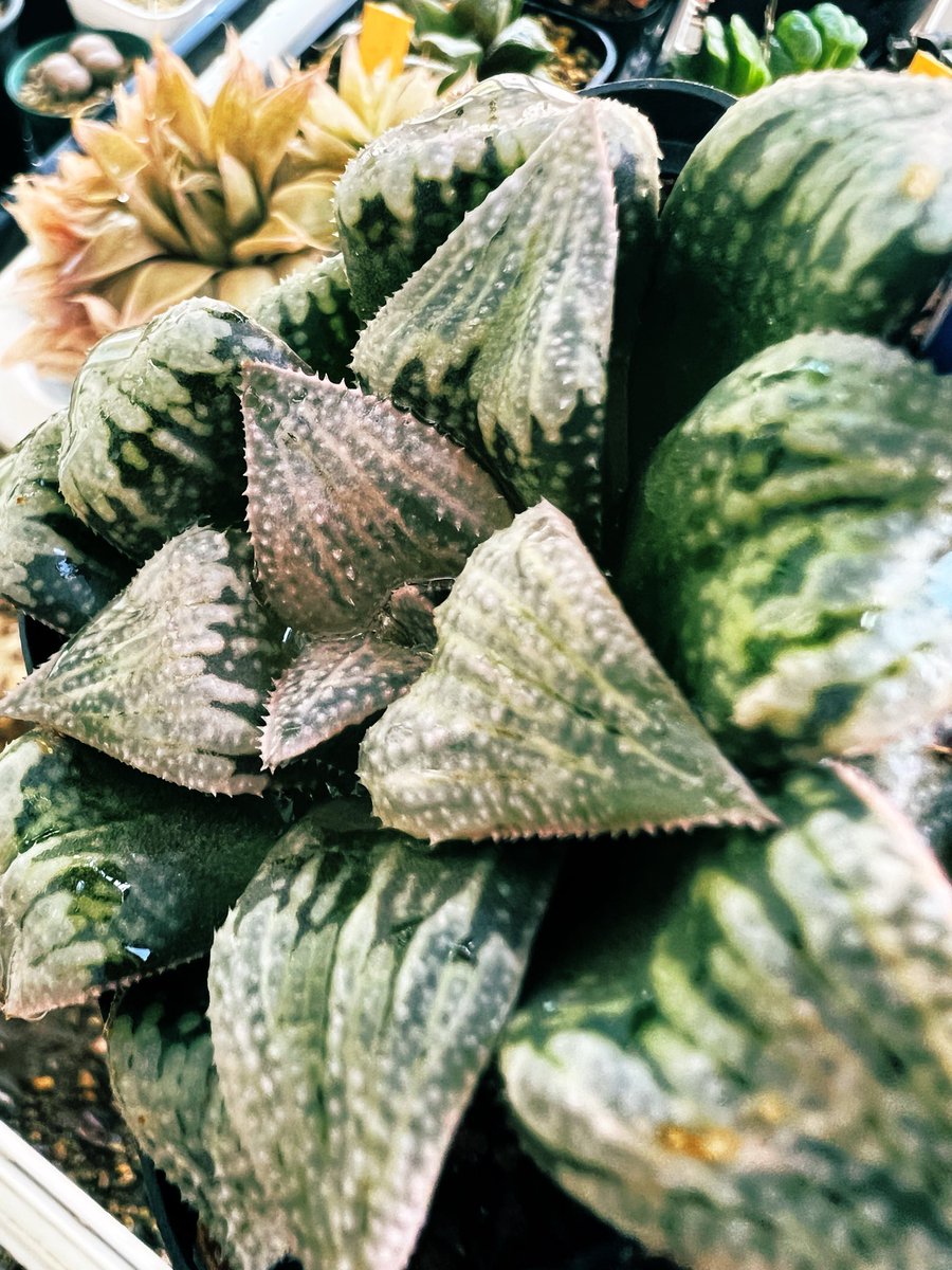akgpuree's tweet photo. なぜみんな植物の育成に手を出さないのだろうか、こんな長い間ずっとおもしろがれるお金のかからない道楽ほかにないけどなあ��あと目にもやさしいし(ほんとかよ)

まあ、植物が大きくなって新しい葉が出たり子が吹いたりすることを別段おもしろいとおもわないひともいるってことなんだろうな、ふしぎ〜 https://t.co/wBh8zX9699