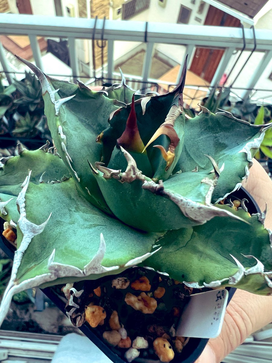 akgpuree's tweet photo. なぜみんな植物の育成に手を出さないのだろうか、こんな長い間ずっとおもしろがれるお金のかからない道楽ほかにないけどなあ��あと目にもやさしいし(ほんとかよ)

まあ、植物が大きくなって新しい葉が出たり子が吹いたりすることを別段おもしろいとおもわないひともいるってことなんだろうな、ふしぎ〜 https://t.co/wBh8zX9699