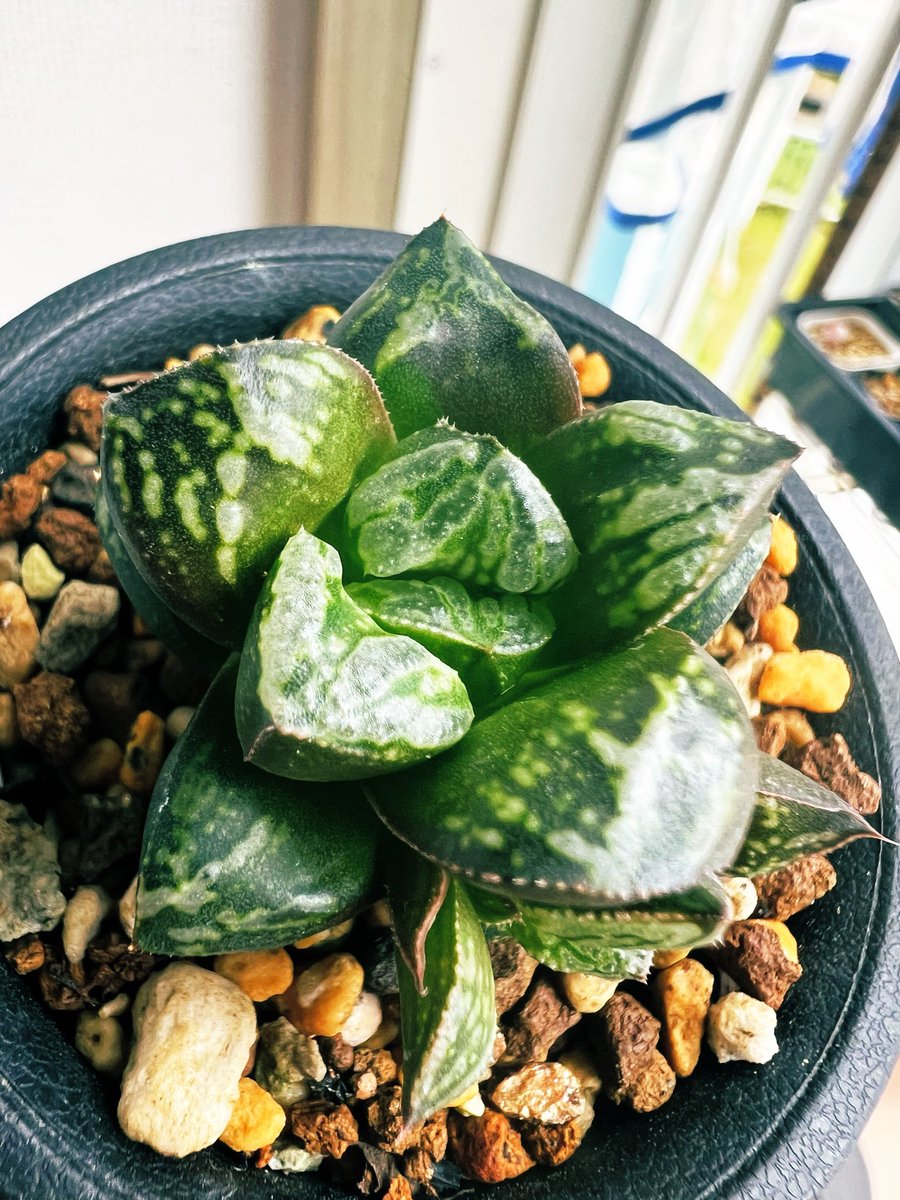 akgpuree's tweet photo. なぜみんな植物の育成に手を出さないのだろうか、こんな長い間ずっとおもしろがれるお金のかからない道楽ほかにないけどなあ��あと目にもやさしいし(ほんとかよ)

まあ、植物が大きくなって新しい葉が出たり子が吹いたりすることを別段おもしろいとおもわないひともいるってことなんだろうな、ふしぎ〜 https://t.co/wBh8zX9699