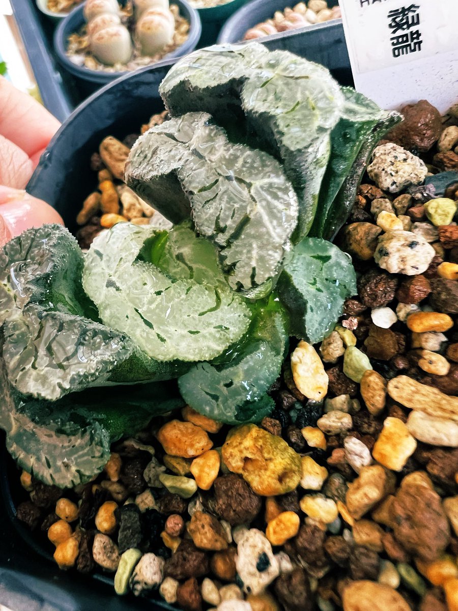 akgpuree's tweet photo. なぜみんな植物の育成に手を出さないのだろうか、こんな長い間ずっとおもしろがれるお金のかからない道楽ほかにないけどなあ��あと目にもやさしいし(ほんとかよ)

まあ、植物が大きくなって新しい葉が出たり子が吹いたりすることを別段おもしろいとおもわないひともいるってことなんだろうな、ふしぎ〜 https://t.co/wBh8zX9699