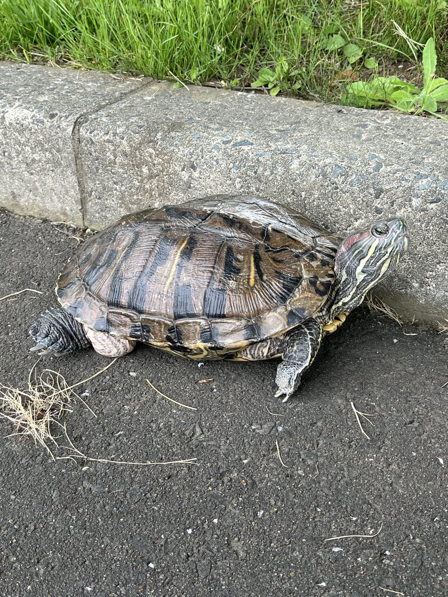 TakaRaure's tweet photo. かめにちわ🐢
外散歩🐢…🎶 https://t.co/ulsQYi8tZx