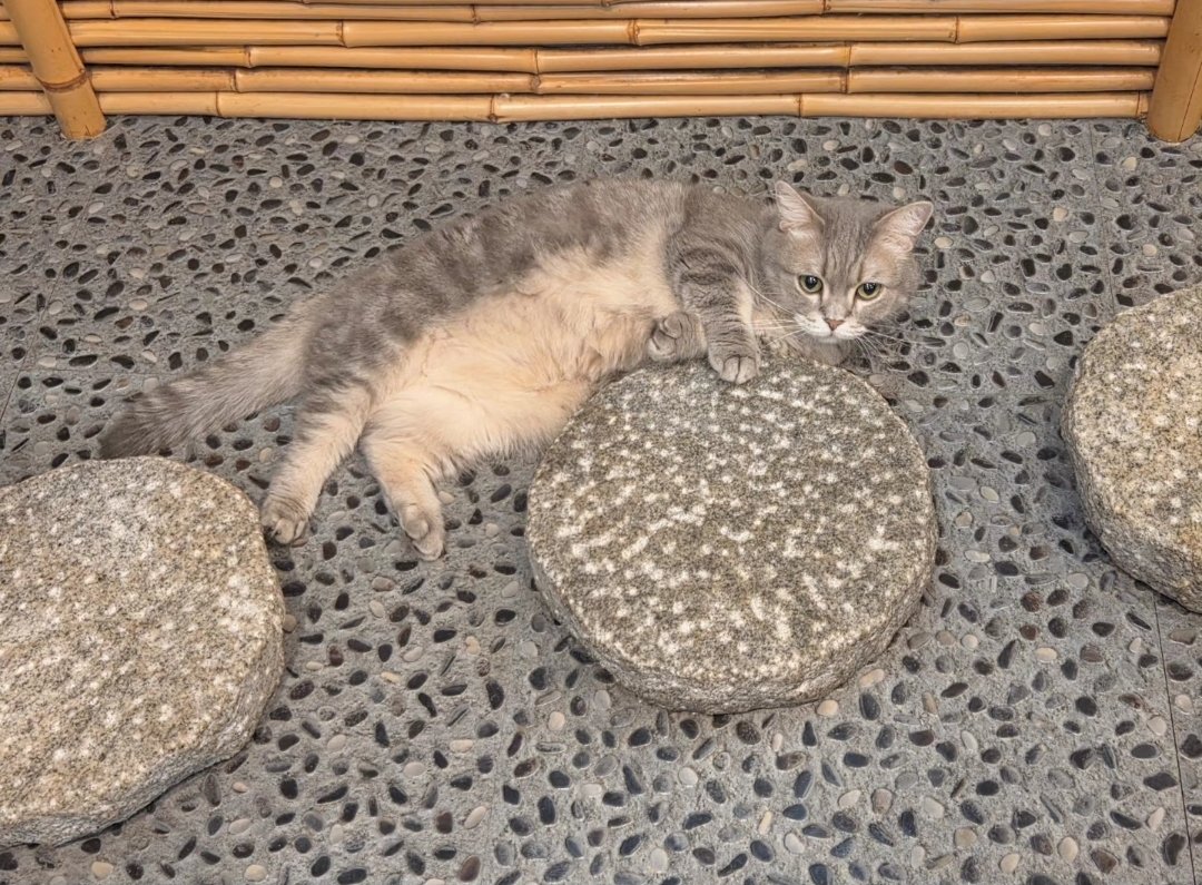 cocone0510's tweet photo. 忍法隠れ身の術🥷✨
⁡#猫カフェ心猫 #奈良 #ミヌエット #もなか https://t.co/lvBKGNdEqC