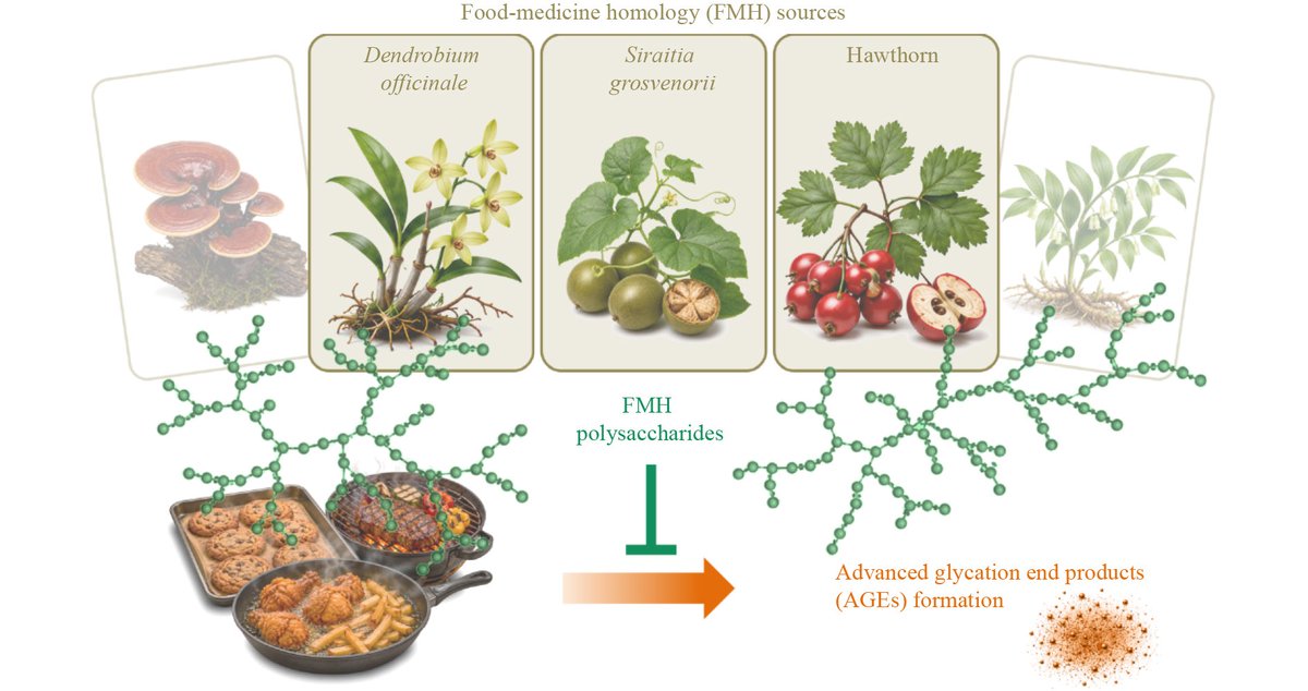 Engineering2026's tweet photo. 🍅Advanced #glycation end products (AGEs) generated during thermal processing have raised #foodsafety concerns because of their potential links to oxidative stress, inflammation, and chronic disease risk.🍄🫒
【#Polysaccharides from Food-Medicine Homology Sources in the Control of Advanced Glycation End Products During Food Processing】
https://t.co/iYe4hhLBAl
#ENGINEERINGFoods