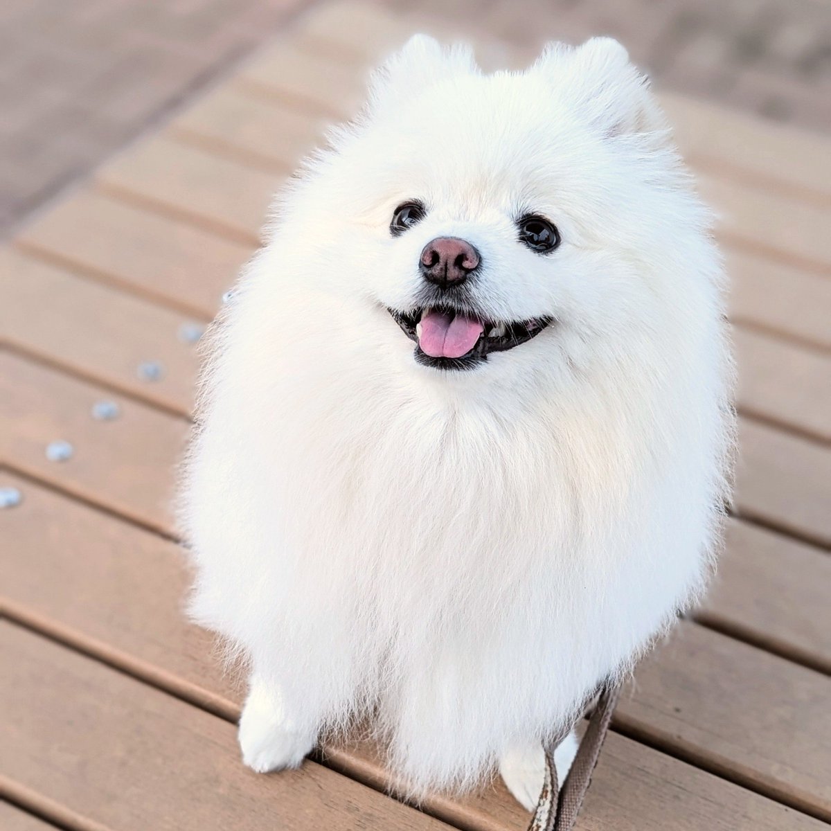 ば*な様 262☘️2年半管理☘️タグ付☘️ASHWOODIENSIS⭐️BRI こんにちは！ #ポメラニアン #犬のいる暮らし