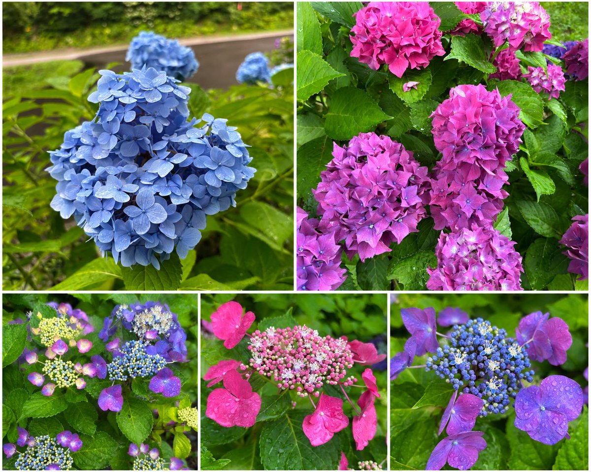 ruirui8181's tweet photo. 標��850mの裏磐梯
レイクウッドペンション村では
紫陽花が見頃を迎えています✨

#裏磐梯　#北塩原村　#レイクウッドペンション村　#ヒロのお菓子屋さん　#空ネット https://t.co/1cKAPZiRcn