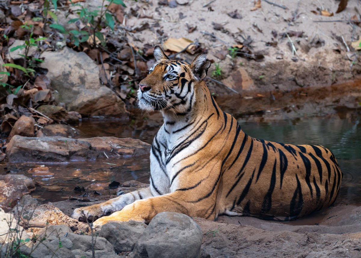 mrdeepaksahu's tweet photo. Cooling off, but never letting the guard down. 
Even in moments of rest, a tigress remains alert—every sound, every movement, every scent matters in the wild. Strength isn’t just in the hunt; it’s in constant awareness.
#Tigress #Tiger #Bandhavgarh #Wildlife #nikon
@NikonIndia https://t.co/giji0HgITH