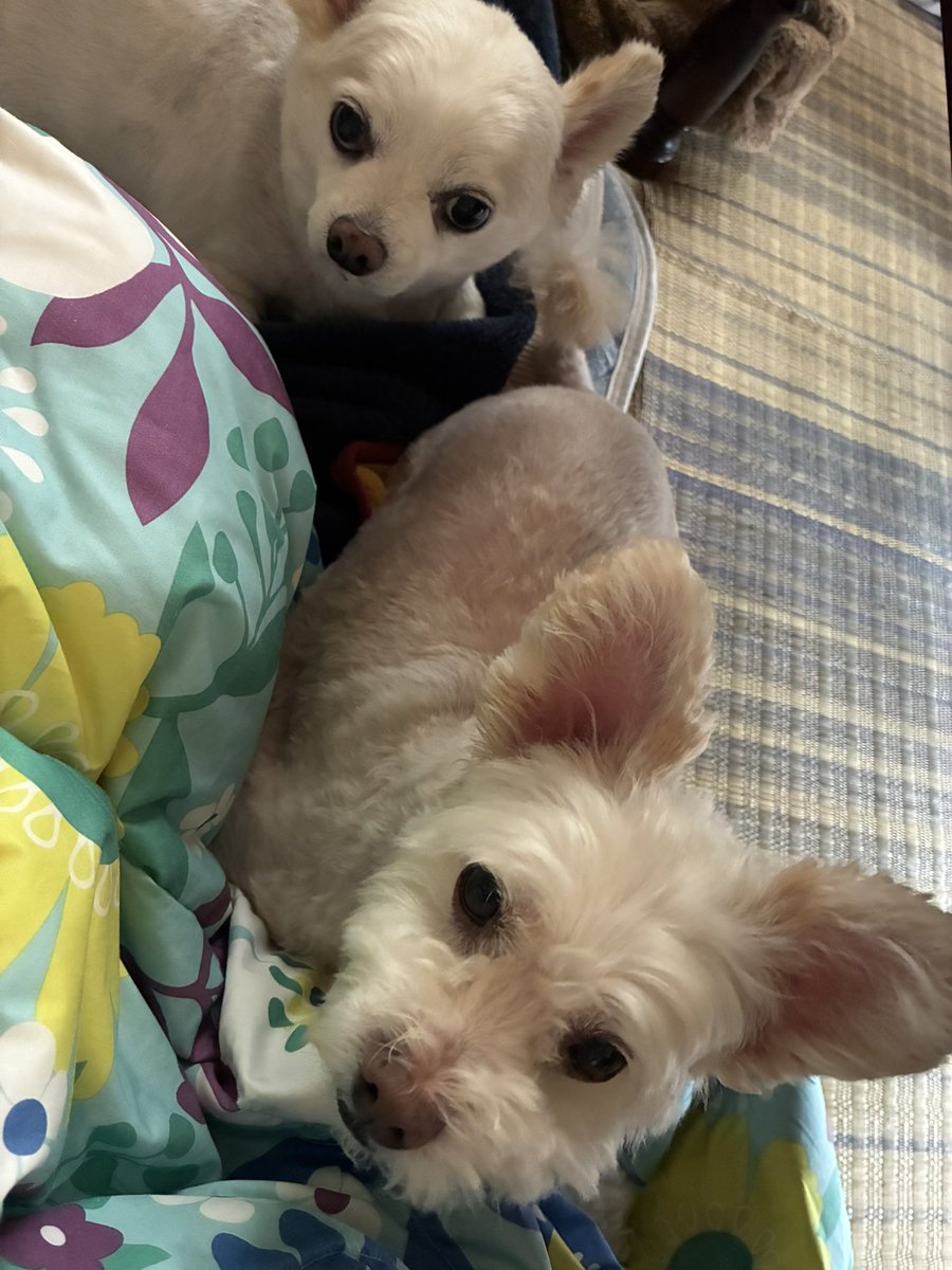 ojou_313's tweet photo. 昨日はばーちゃんちで犬と遊んだ https://t.co/ezjM1mKC3O