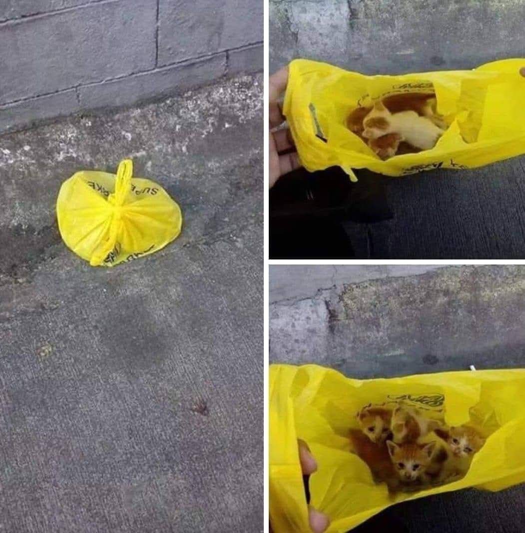 CuoreIschitano's tweet photo. In questo periodo dell'anno aprite tutte le buste di plastica e le scatole isolate che trovate. 

Quando vedete una borsa per strada e avete impressione che contenga qualcosa, non restate indifferenti ma apritela e controllate il contenuto. 
⬇️ https://t.co/GQwhY0SXfo