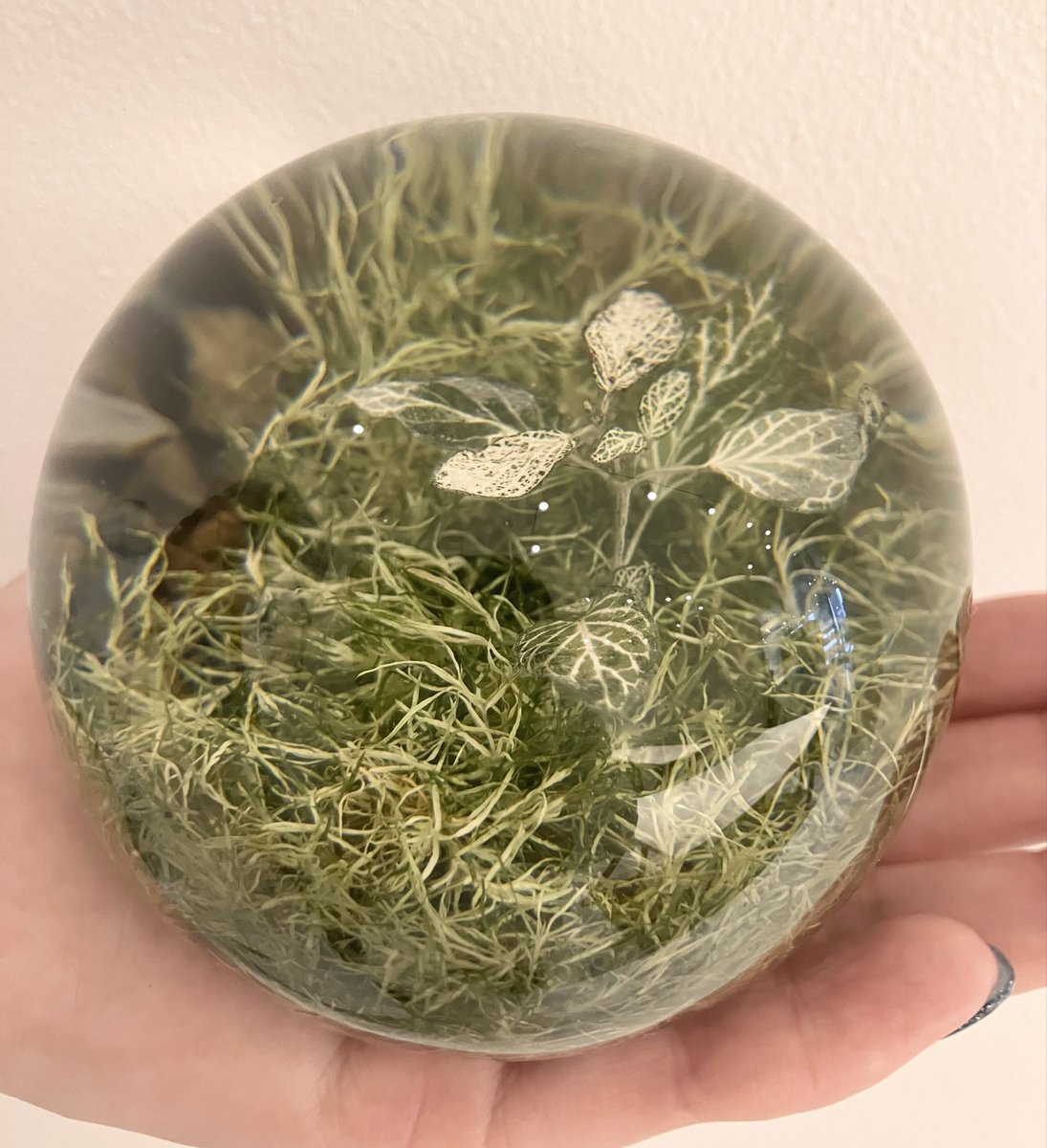 8ookami_com's tweet photo. お部屋に緑を🌿
本物の植物を封じ込めたレジン製のオブジェ「EVER LEAF BALL」
光の角度によって変わる、立体的に広がる植物の姿を楽しめます🌱
(税込7,480円)
ご自身やプレゼントに是非どうぞ🎁
(こちらの商品は店舗のみの販売となります)
#八本足のオオカミ #楠橋紋織 #moritaMiW #森田MiW #オブジェ #インテリア #吉祥寺 #ギャラリー