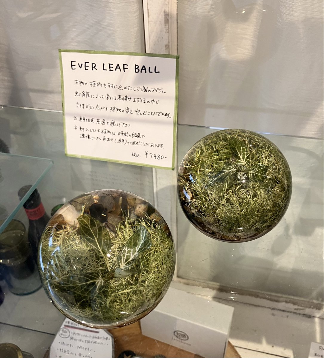 8ookami_com's tweet photo. お部屋に緑を🌿
本物の植物を封じ込めたレジン製のオブジェ「EVER LEAF BALL」
光の角度によって変わる、立体的に広がる植物の姿を楽しめます🌱
(税込7,480円)
ご自身やプレゼントに是非どうぞ🎁
(こちらの商品は店舗のみの販売となります)
#八本足のオオカミ #楠橋紋織 #moritaMiW #森田MiW #オブジェ #インテリア #吉祥寺 #ギャラリー
