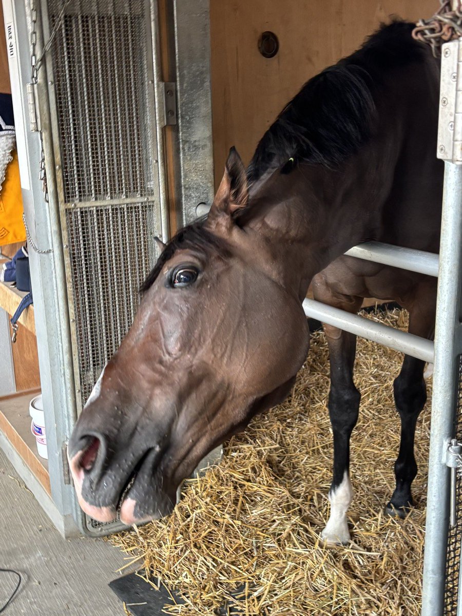 sponichikeiba's tweet photo. #クイーンS に出走する #ボンドガール は札幌競馬場で調整中！
「何？私の話してるの？」といった感じで、取材中の記者に興味津々のご様子🥰
好走した小倉でもそうでしたが、ゆったりとした雰囲気が好きらしいです！
とてもリラックスできています🙂‍↕️ https://t.co/gEGx2kMh3P