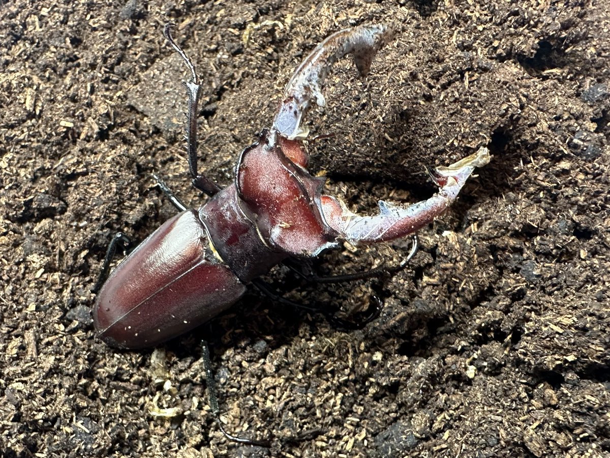 PowerInsectC's tweet photo. 昨年ランバージャックさんからお迎えした、エラフスミヤマの野外品。
子孫の第一号が羽化。

オス！完品！大きい！
これは嬉しい。

エラフスミヤマ WF1 ←なんか良い 笑

Lucanus elaphus
Indian Cape,Missouri,USA https://t.co/f3HbzHsSwZ