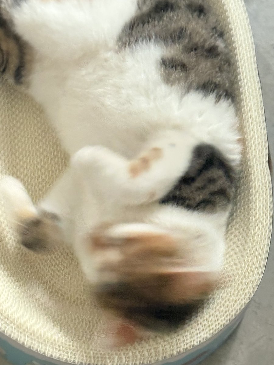 KongMing511's tweet photo. 看来很喜欢这个新的猫抓板，钱没白花
₍^˶ ╸𖥦 ╸˵^₎⟆♡ https://t.co/0GYBbwgQnr
