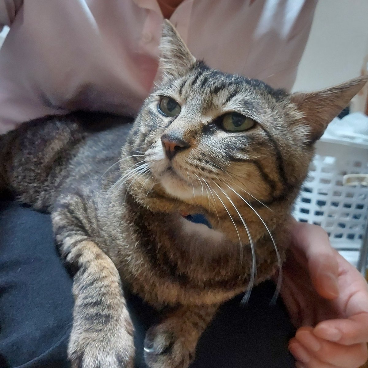 激しい雷雨でトラちゃん御乱心でしたがお膝に乗って落ち着きました❗