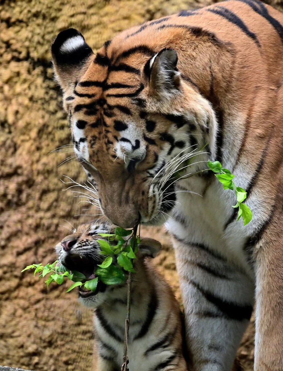 nanata35047722's tweet photo. 剪定作業のお手伝い🐯7/28 https://t.co/RdpXRWduMr