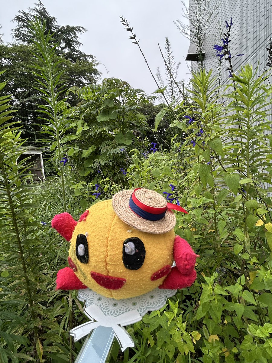 tochigi_science's tweet photo. まだまだ夏休みはこれから🌻

未来くんも麦わら帽子を被って夏を満喫中👒
科学館は夏でも室内で涼しく快適にお過ごしいただけます🎐【m.k】
#麦わら帽子はスタッフの手作り
#コジマ子どもサイエンスパーク
#子ども総合科学館 https://t.co/3Tpih6wqzW