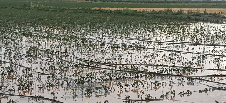 MinagricPress's tweet photo. Ο ΕΛΓΑ ξεκίνησε ήδη την καταγραφή ζημιών στις πληγείσες καλλιέργειες από τη χθεσινή κακοκαιρία https://t.co/oCzJ1W2dNh https://t.co/QkrALkCcad
