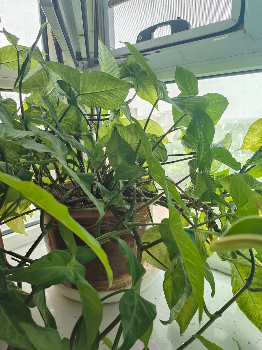 anjeyron's tweet photo. Just opened my long-awaited parcel and found the cutest plant cuttings inside! Wait till you see how they’ll perk up my windowsill.  #PlantLove #ParcelUnboxing https://t.co/HRyv5r4UOD